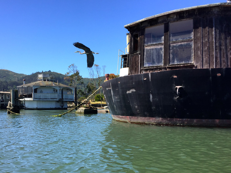 Jenny-Stein-Vallejo-Ferry-Heron-May.2017