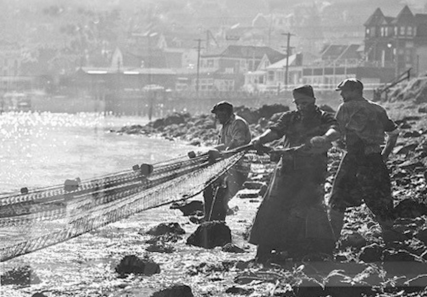 Herring in our Bay