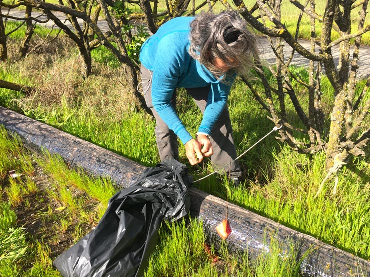 Invasive Sea Lavender Threatens Our Shores - Floating Times