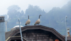 A pair of geese survey the action from an Issaquah floating home