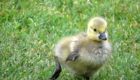 Gosling spotted near East & West Piers  |  photos and post by Rich Stim